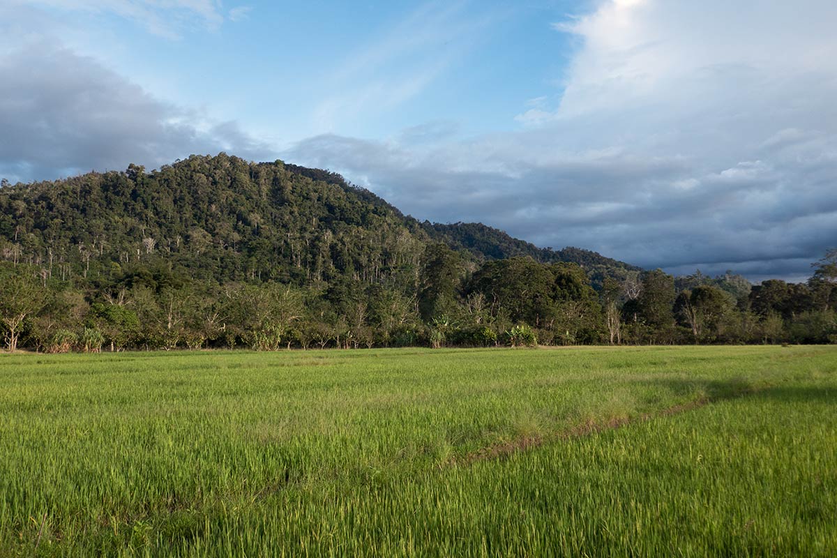 Forest with megaliths, near Tamadue village, Napu Valley