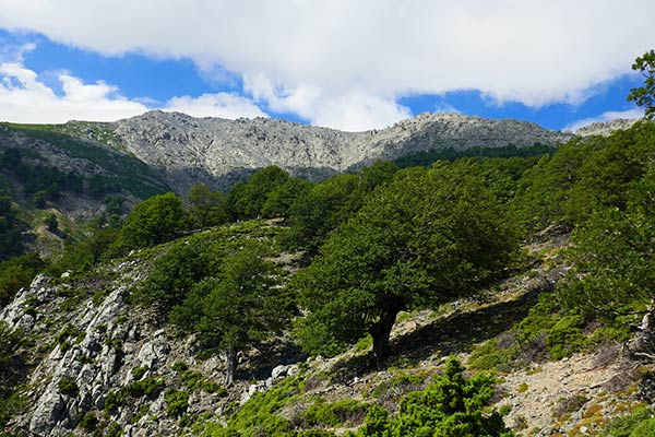 Mt. Fengari