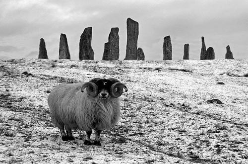 callanish-stone-ring-and-ram-500